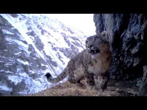snow leopards face food crisis