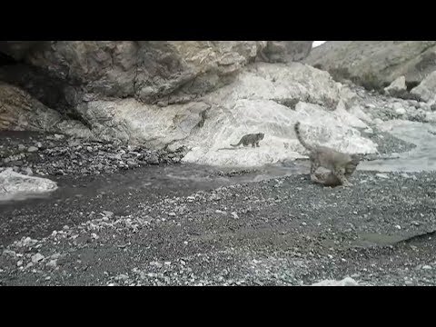 rare footage captures mother snow leopard