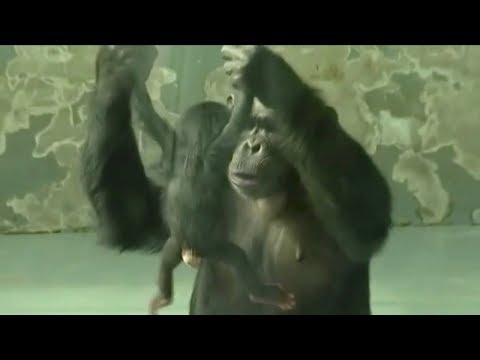 chimpanzee gives birth at chinese zoo