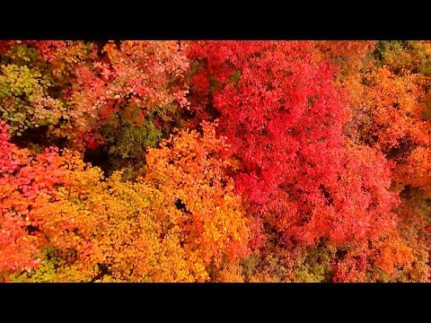 red leaves cover mountains