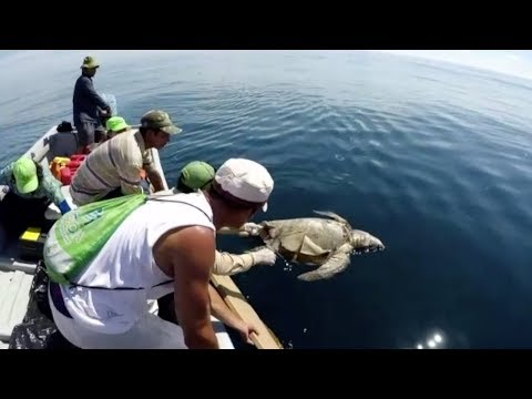 hundreds of sea turtles found dead off