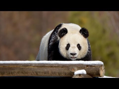 snow refreshes giant pandas