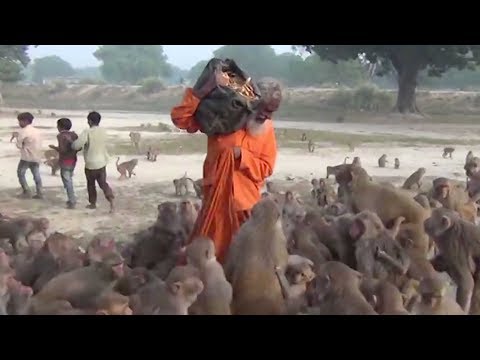 guru swarmed by monkeys
