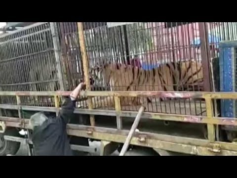 circus tiger bites mans hand