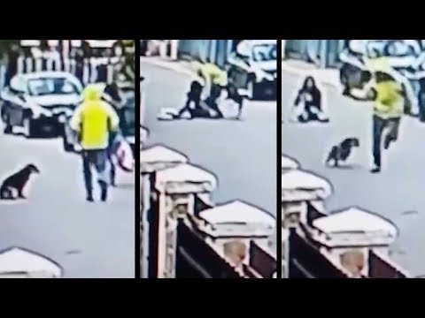 real life bolt hero stray dog saves woman