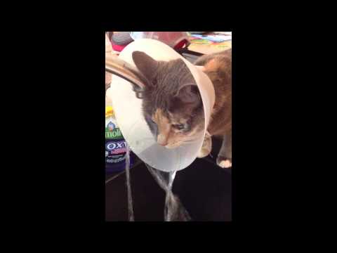 cat wearing a cone discovers new way to drink