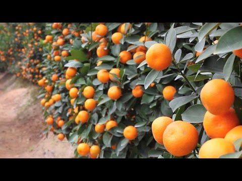toxic tet kumquats highlight vietnams pesticide problem