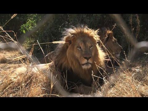 ethiopias iconic blackmaned lions fading fast