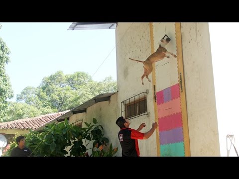 champion pit bull can leap up 4 metre walls