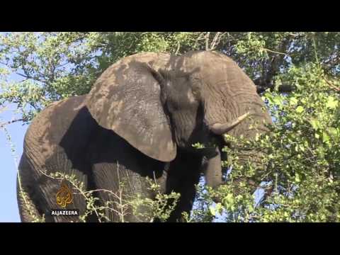 female rangers fight rhino poaching in south africa