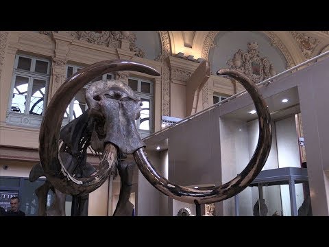 a mammoth skeleton displayed