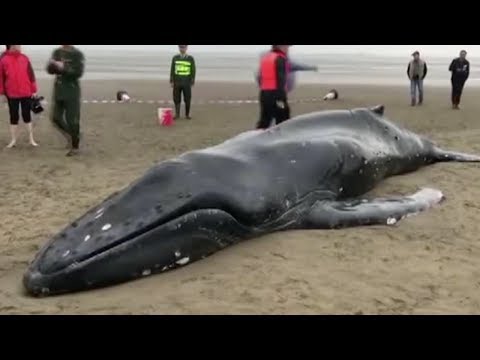 humpback whale stranded in e china beach rescued