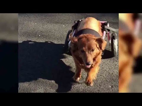 disabled dog explores the outdoors