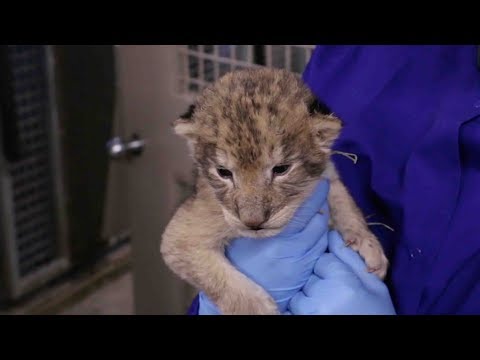cute alert iowa zoos lion cubs