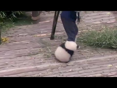 panda cub refuses to leave handler alone