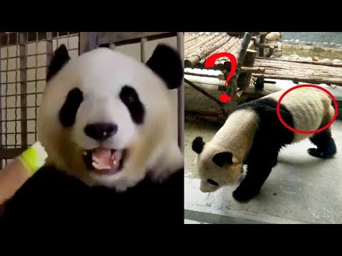 panda’s ribs can be seen protruding netizens blame the zoo