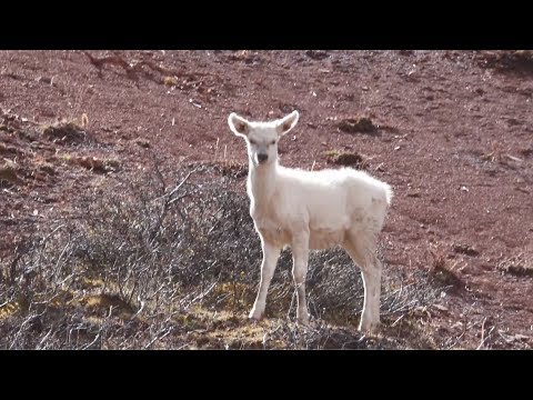 wild white elk caught on camera