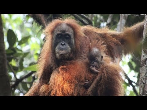 frizzyhaired smallerheaded orangutan