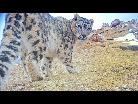 26 snow leopards spotted in sw china