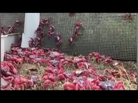 millions of red crabs use special bridge