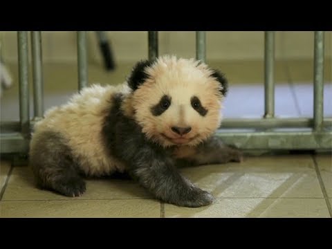 first frenchborn giant panda cub