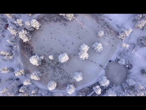 shows traditional reindeer roundup in finland