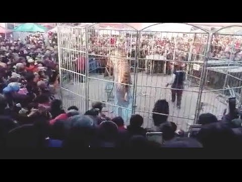 circus tiger breaks through fence injuring two kids