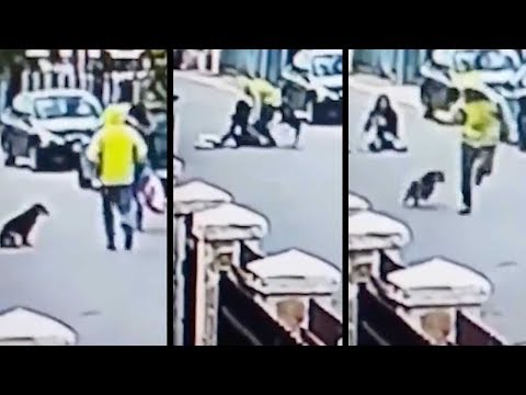 real life bolt hero stray dog saves woman