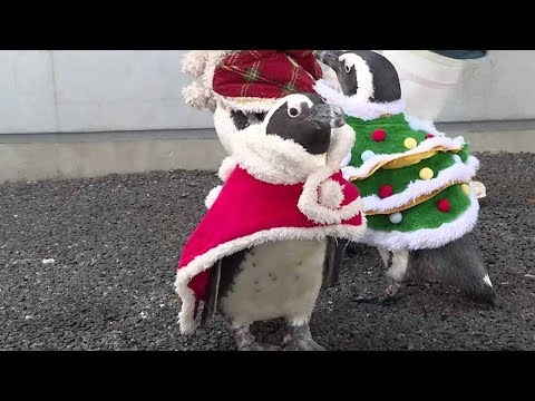 christmas penguins parade