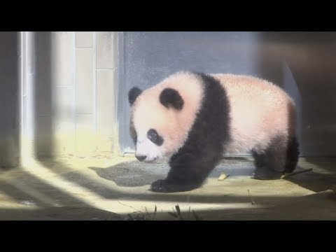 japan’s baby panda makes first appearance