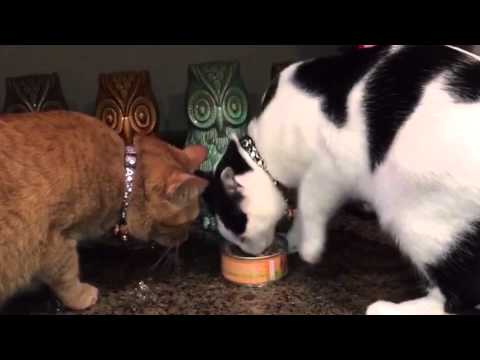 2 cats fight over a can of tuna