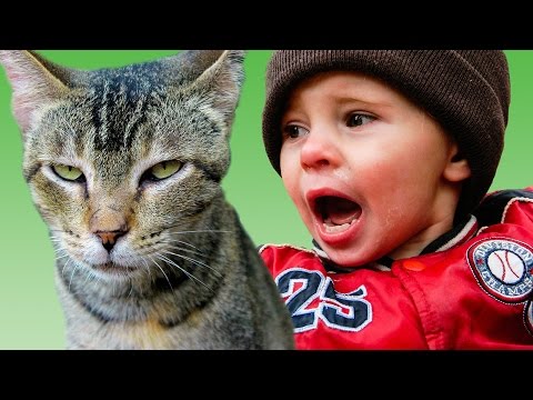 21 pets get revenge on kids