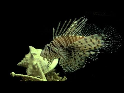 lionfish go from hunters to hunted