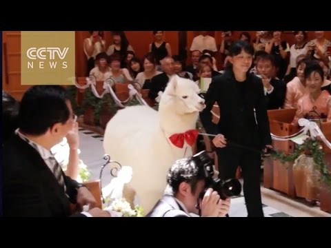 marry at hotel and an alpaca could be your ringbearer