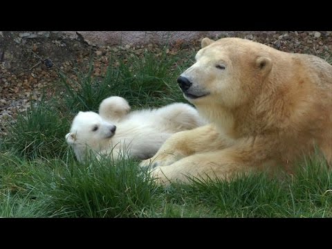 baby polar bear at french animal park