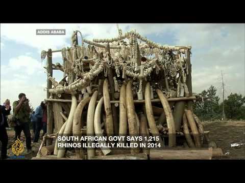 south africas record hike in poaching