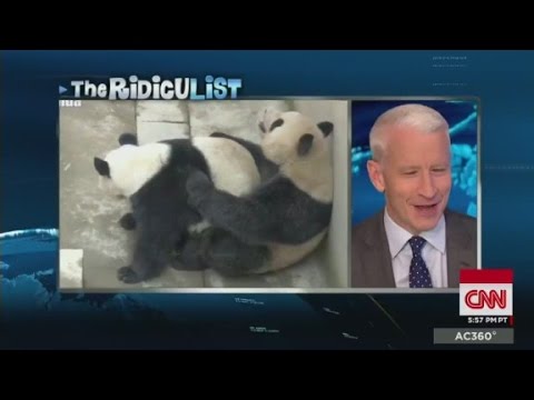panda gets frisky breaks record
